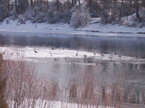 Picture of swans, geese and ducks on the Snake River