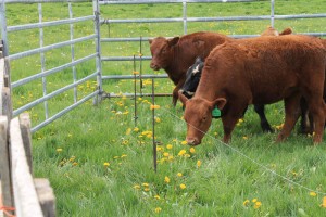 Cow shocked by electric fence